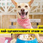 Органична храна за кучета и котки: Здравословен избор за вашия любимец