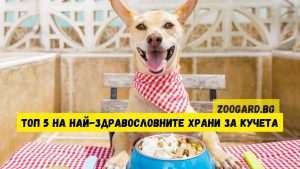 Органична храна за кучета и котки: Здравословен избор за вашия любимец